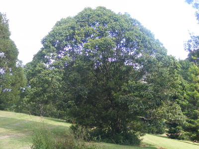 arbre