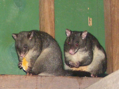 possum