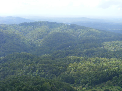 foret