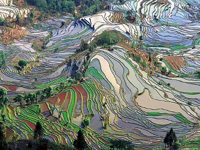 rizière de Chine