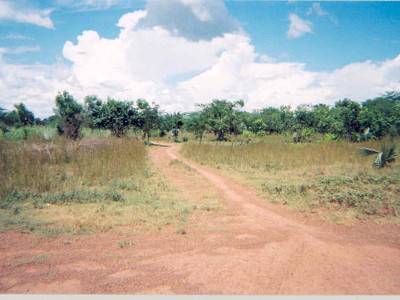 brousse d'Afrique